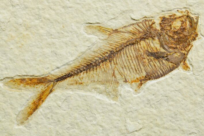 Detailed Fossil Fish (Diplomystus) - Wyoming #363912